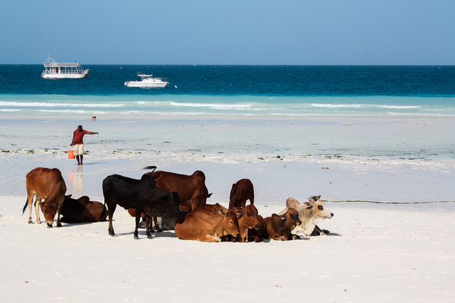 Cows on Nungwi Beach Zanzibar 